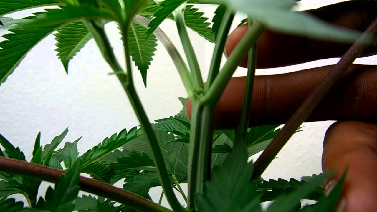CannaVenture SFVOGxOrtega Update