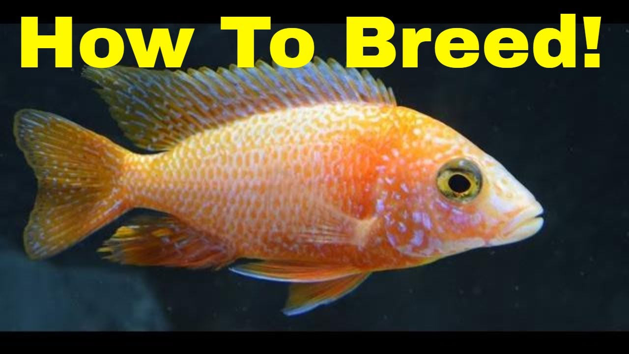 How to Breed Peacock Cichlids!