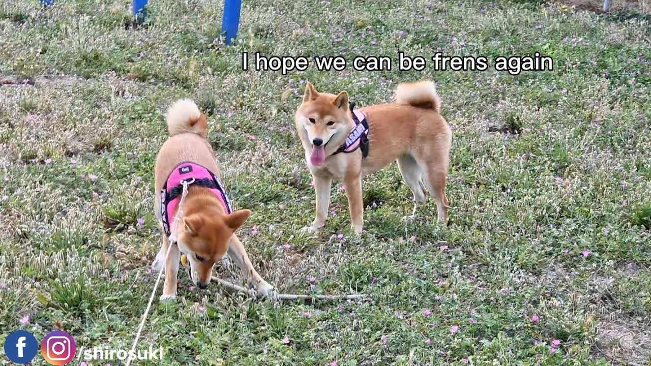 Asami just wants to play with Raya again 🥺 she brings her, her toys 🥹