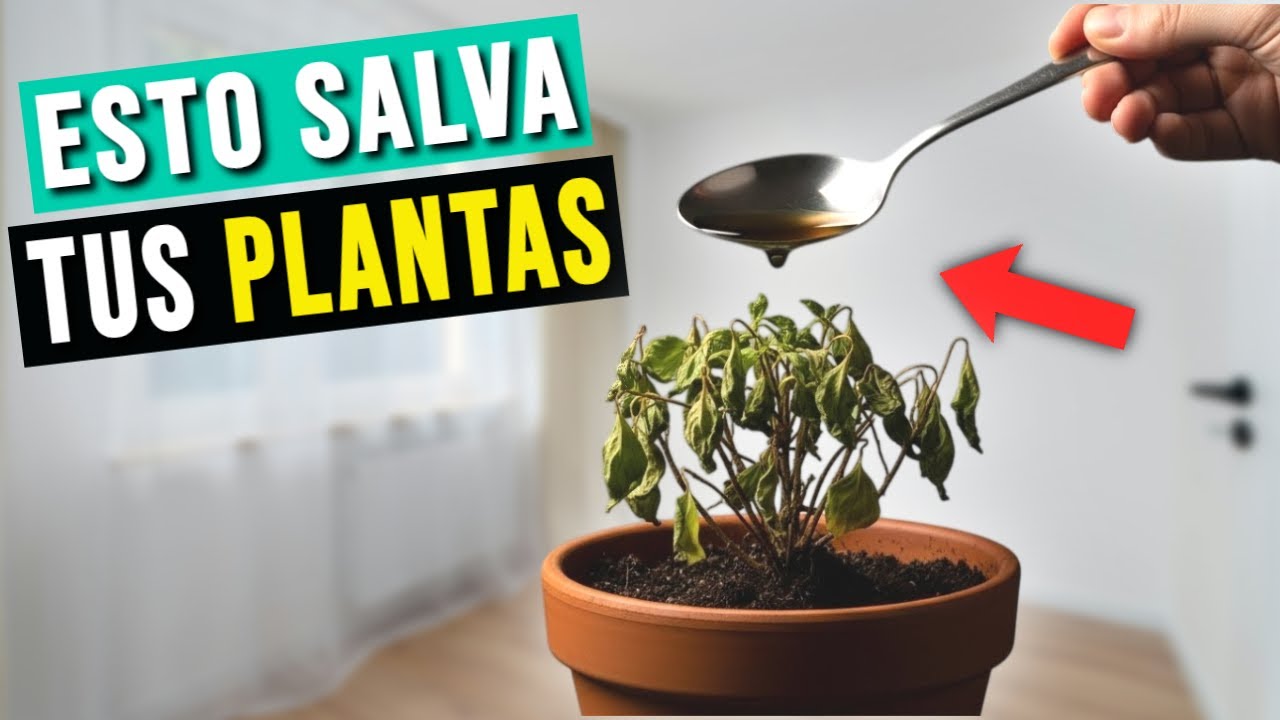 El SENCILLO TRUCO que SALVÓ Mis Plantas MORIBUNDAS ✅🌹