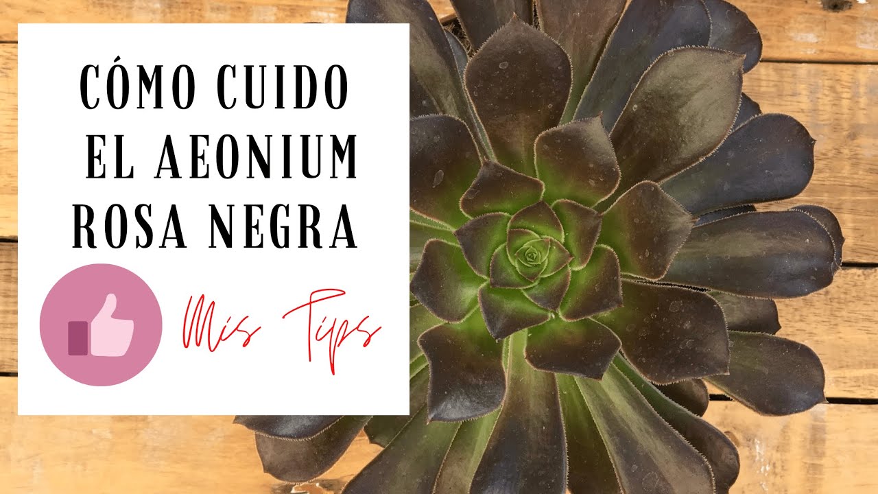 Cómo cuidar Aeonium Arboreum o Rosa Negra. 🏶 Mis Tips para Cuiarlo y Propagarlo 🏶