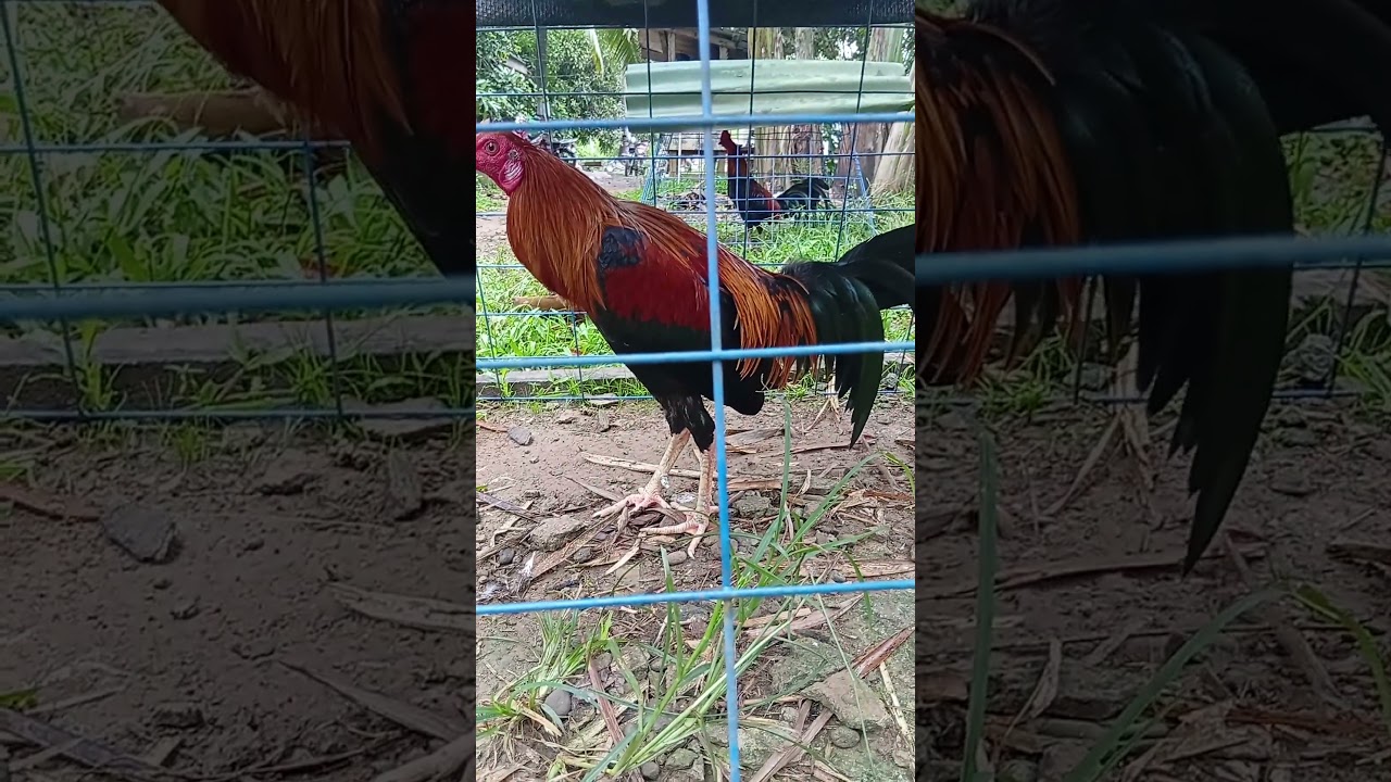 sweater hatch kelso winner yesterday hack fight #games #rooster #shorts #viral #video #trend #gaming
