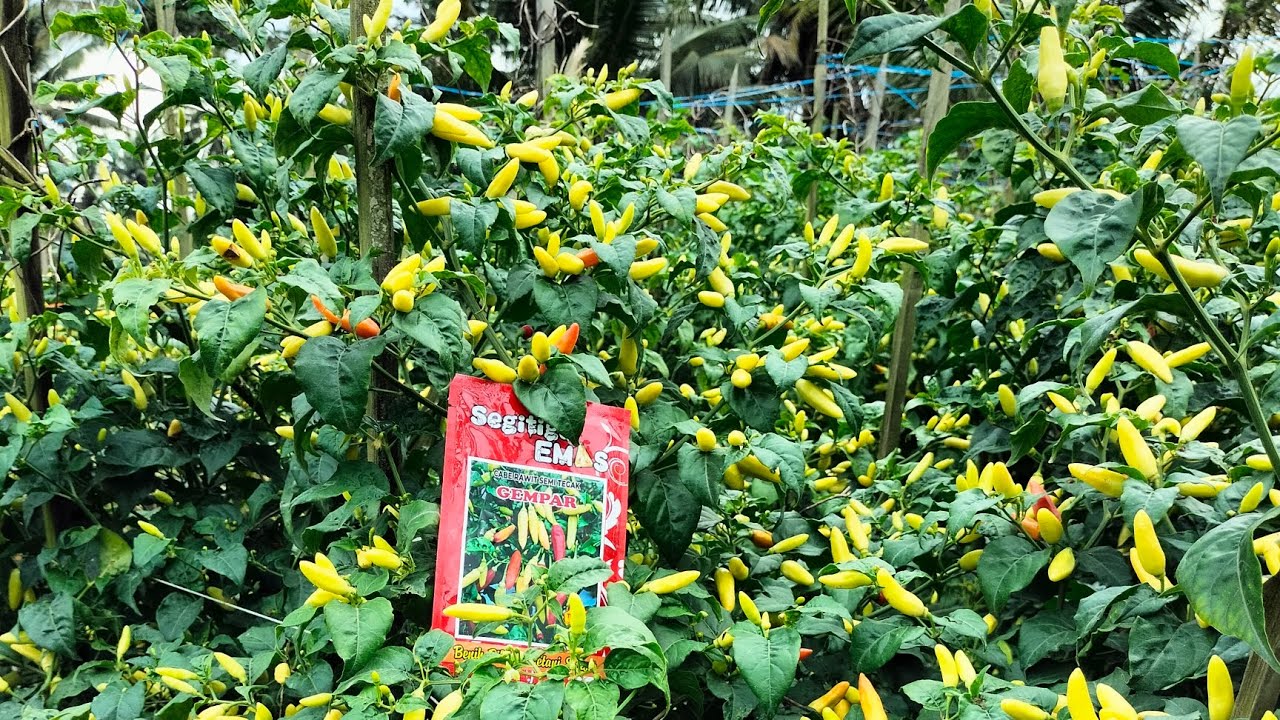 Cabe GEMPAR - Dukun,Kab.Magelang  petik 6 kali