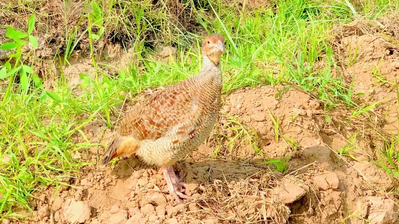 Desi Teetar sounds | Partridge calling in Jungle | Grey francolin calling in Forest