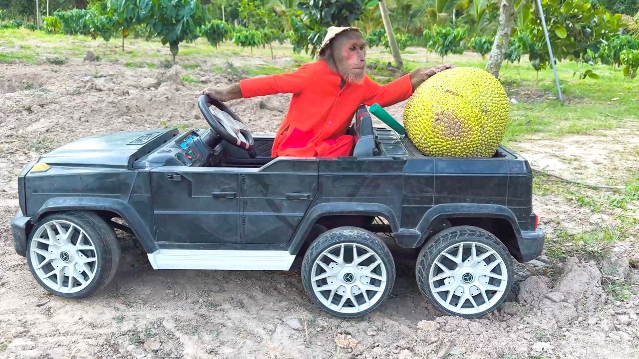 CUTIS Drives a Supercar to Harvest Jackfruit and Sell It