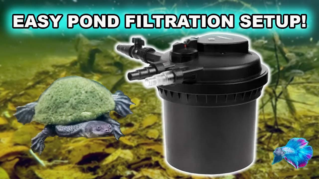 HOW TO CLEAR A GREEN POND ~ PONDMAX UV POND FILTER SETUP!