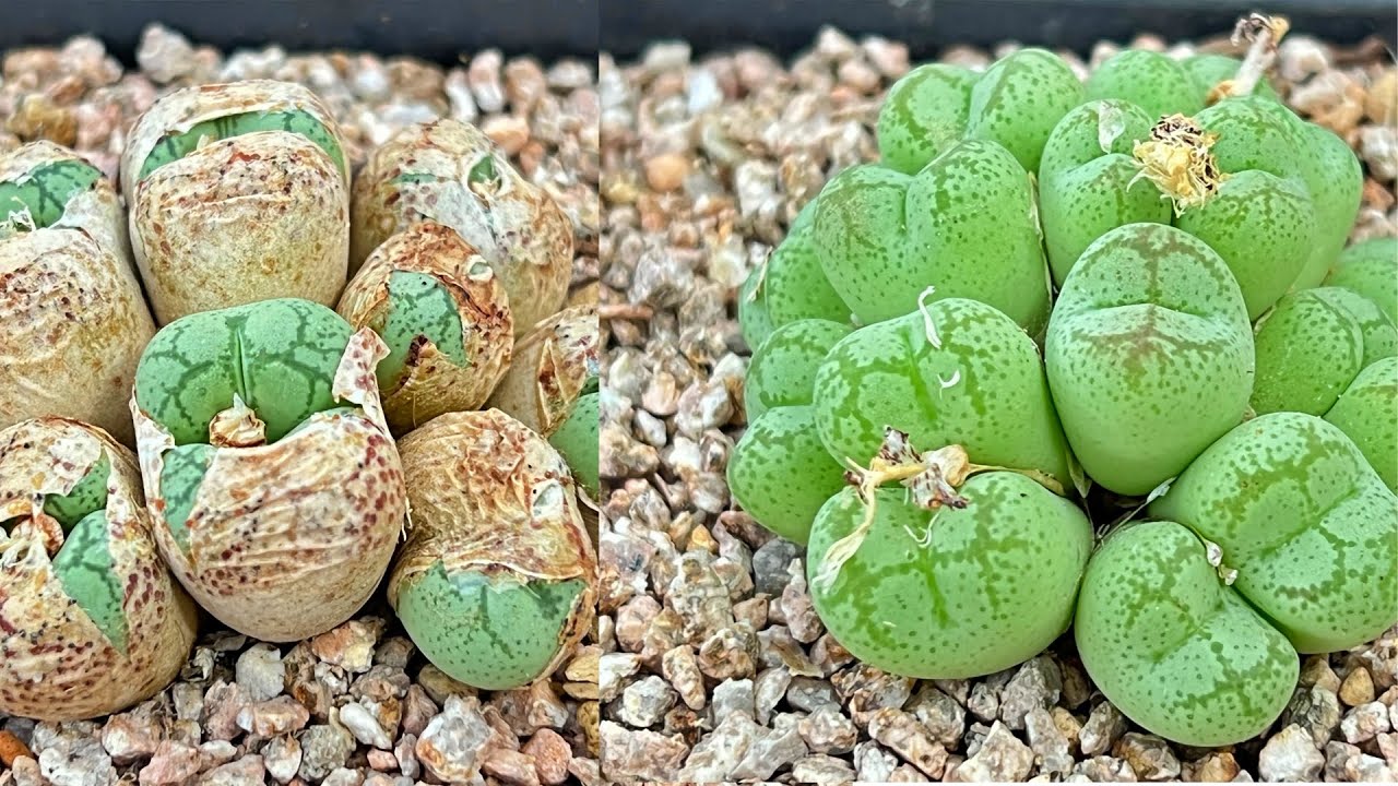 How to remove old leaves from conophytums