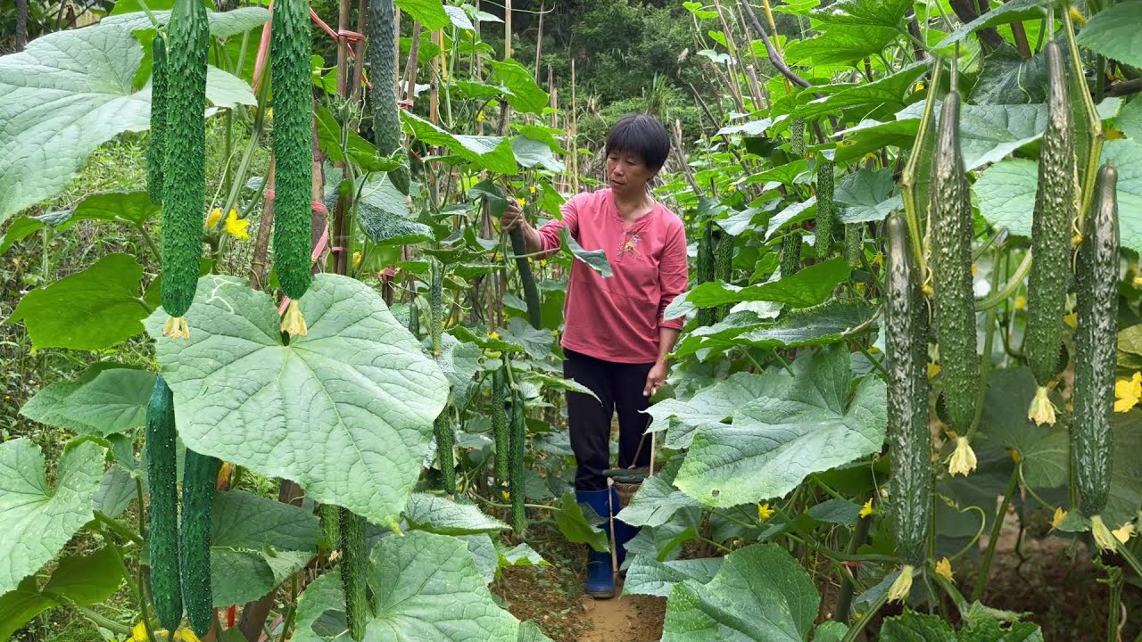 Огурцы покрыты ветками и лозами, а бабушка готовит четыре гарнира из огурцов.