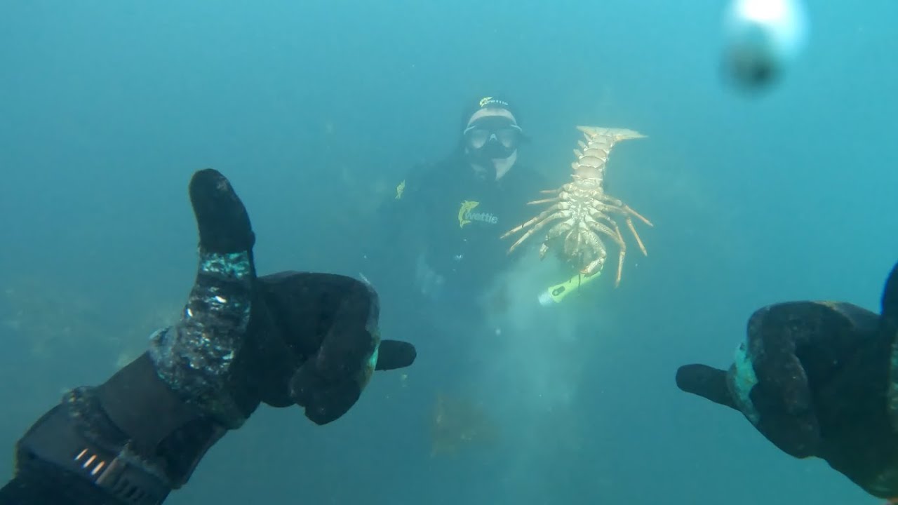South Island Crayfish Diving | NZ