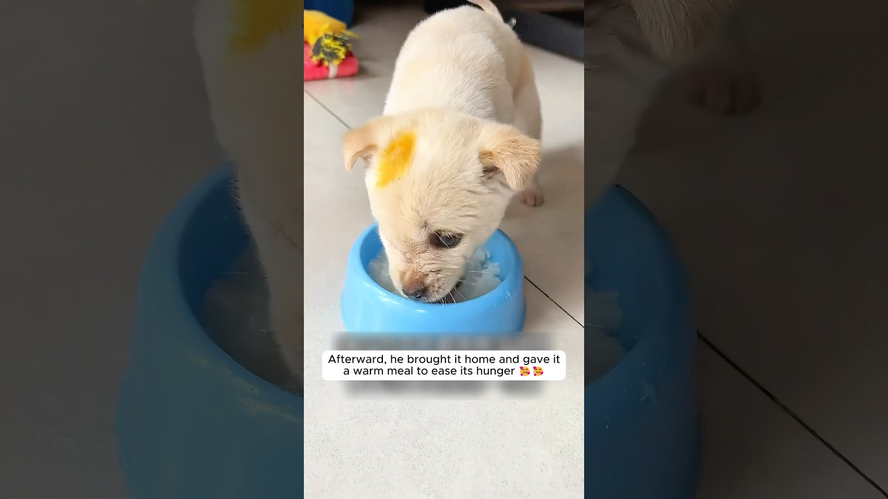 This kind man saved a helpless puppy abandoned by its mother