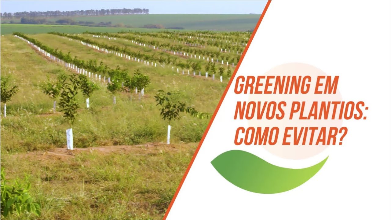 Pontos decisivos para o controle do greening - Greening em novos plantios: como evitar?