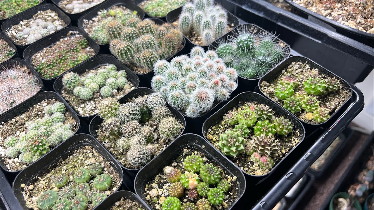 SEE WHAT CACTUS I’M GROWING FROM SEED. GETTING THEM READY TO MOVE INTO MY GREENHOUSE. 