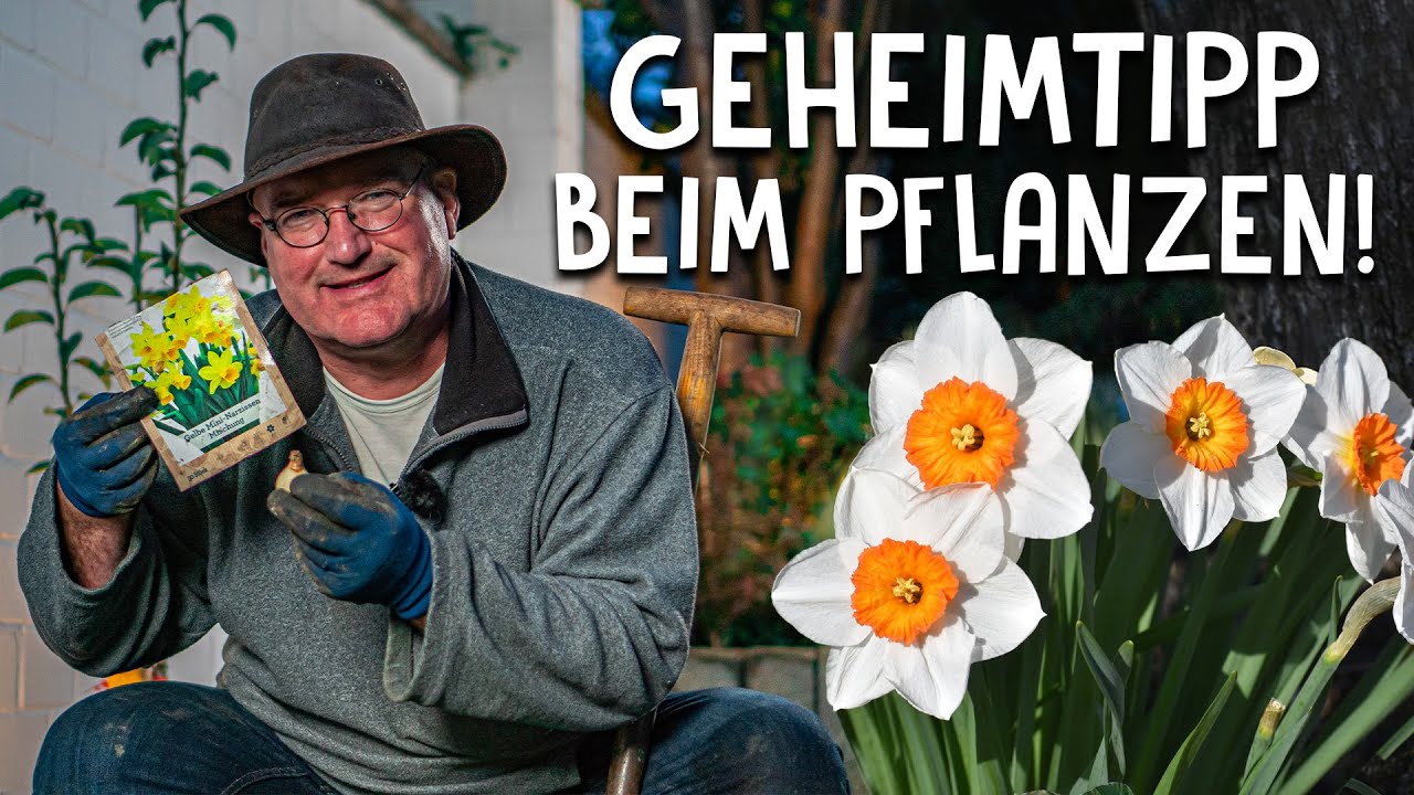 Winterzwiebeln richtig pflanzen mit diesen Tipps! 🌼 - Blütenpracht im Frühjahr