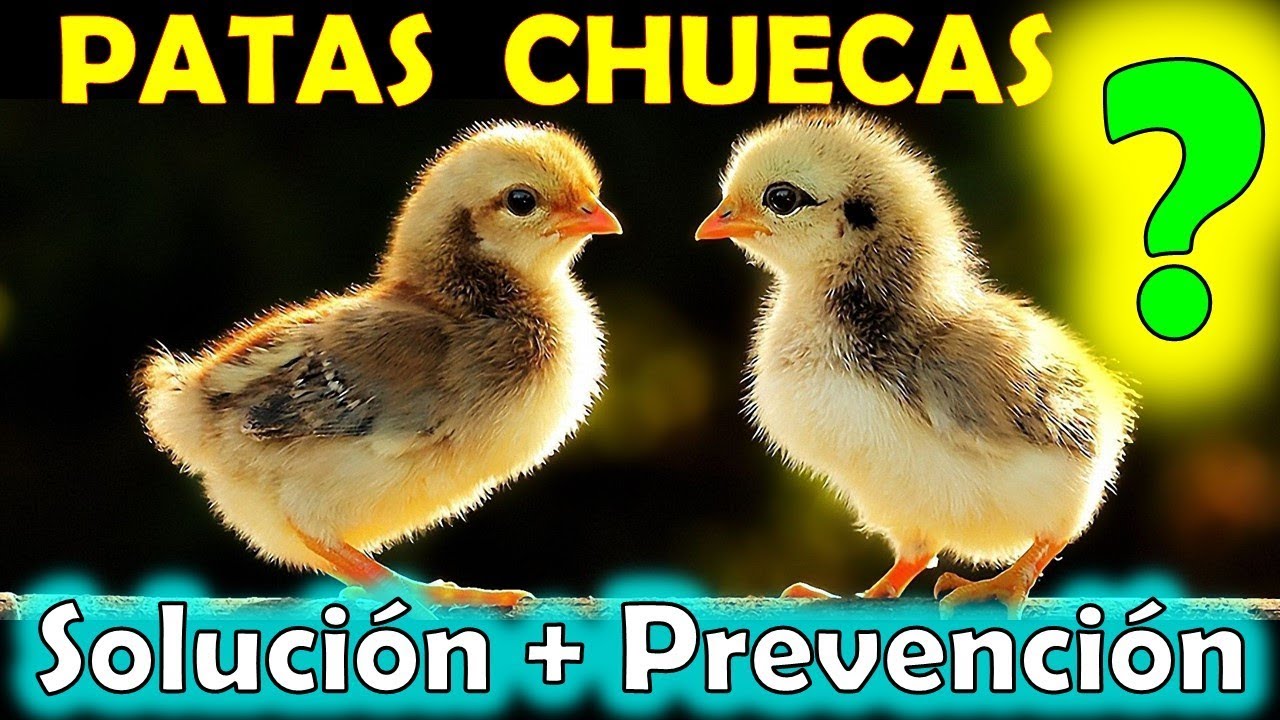 Como CURAR problemas en patas de POLLITOS ✅- patas abiertas o que no se pueden parar o caminar