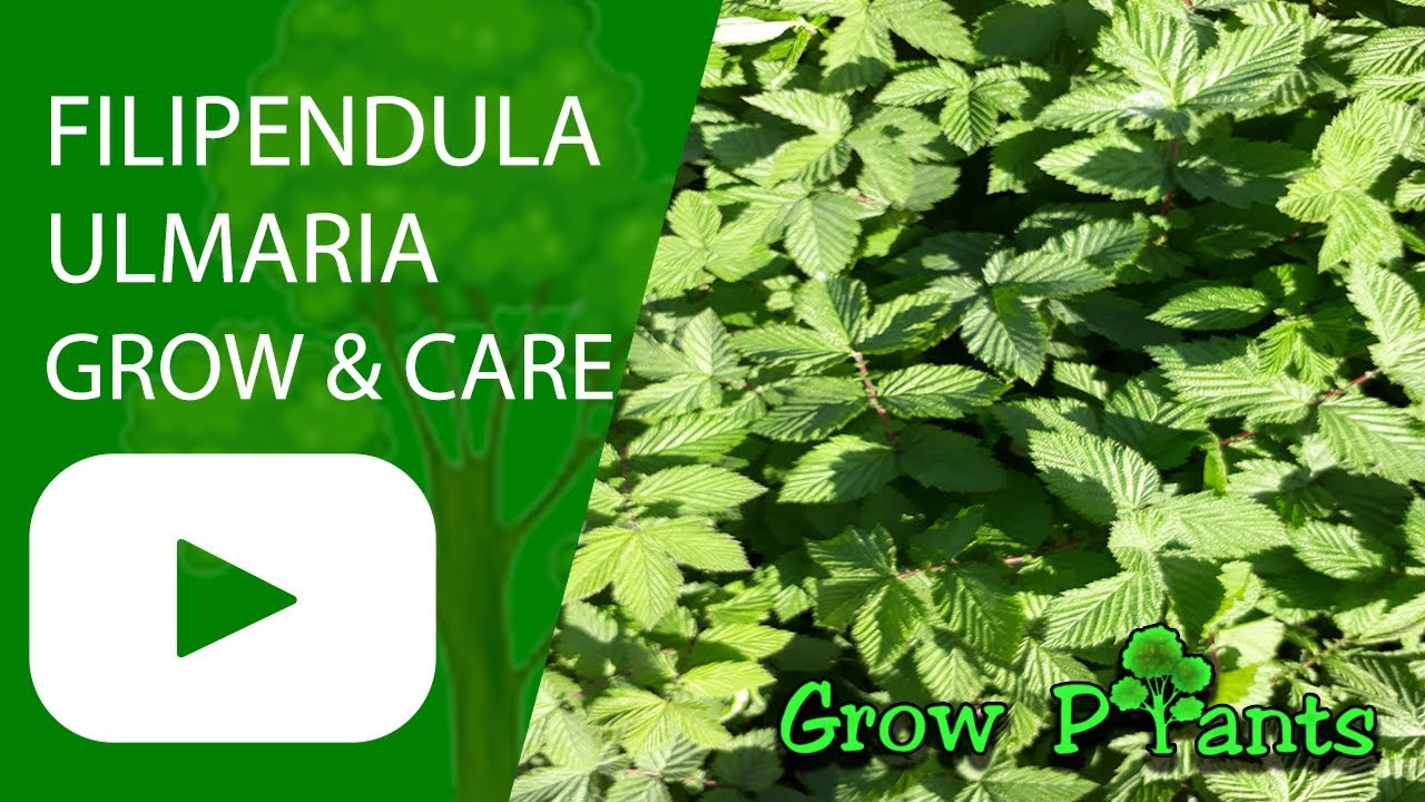 Filipendula ulmaria - grow and care