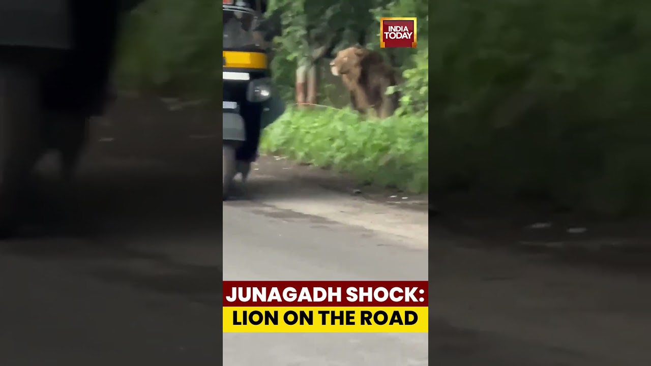 Junagadh Shock: Lion Spotted Casually Roaming on Busy Road #junagadh #tiger