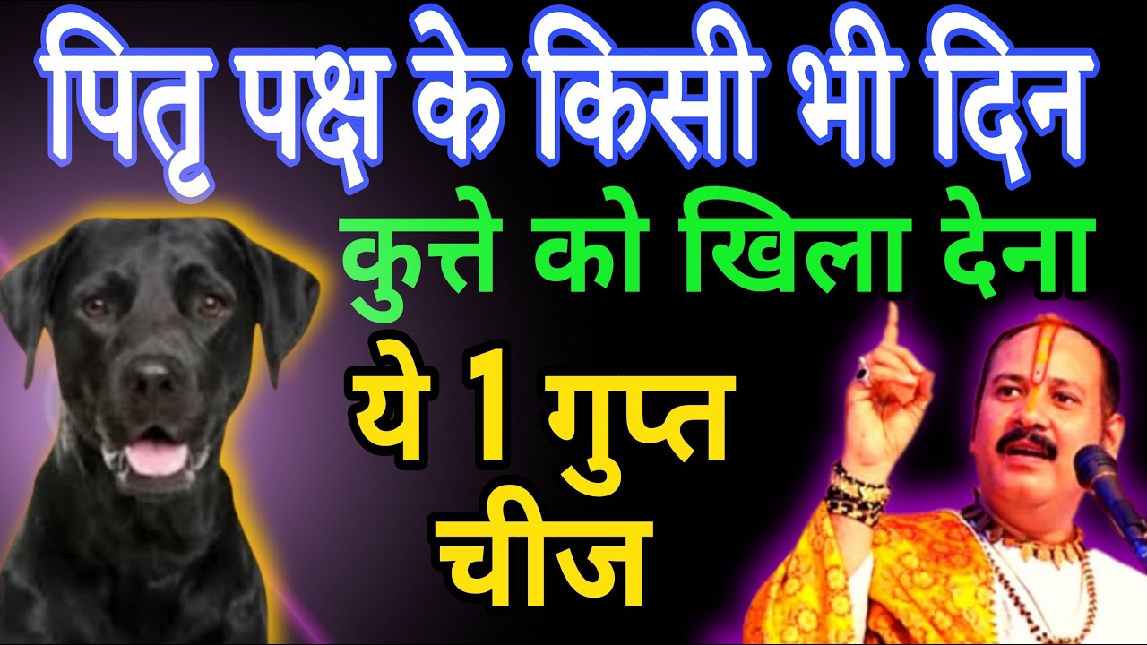 पितृ पक्ष में कुत्ते को चुपचाप खिला दे ये 1 चीज! गरीबी और पितृदोष होंगे तुरंत खत्म बन जाओगे करोड़पति
