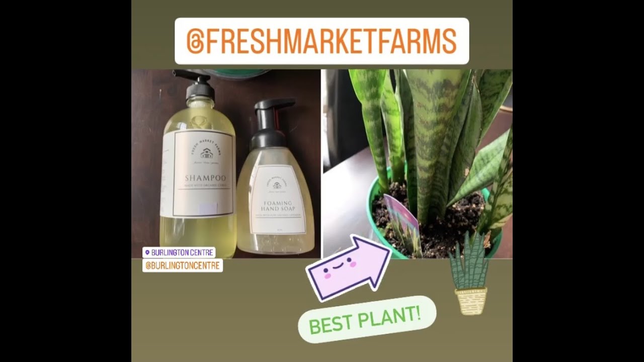 Snake plant, Organic Citrus Shampoo and Foaming Lavender Hand Soap. Shop in Burlington!