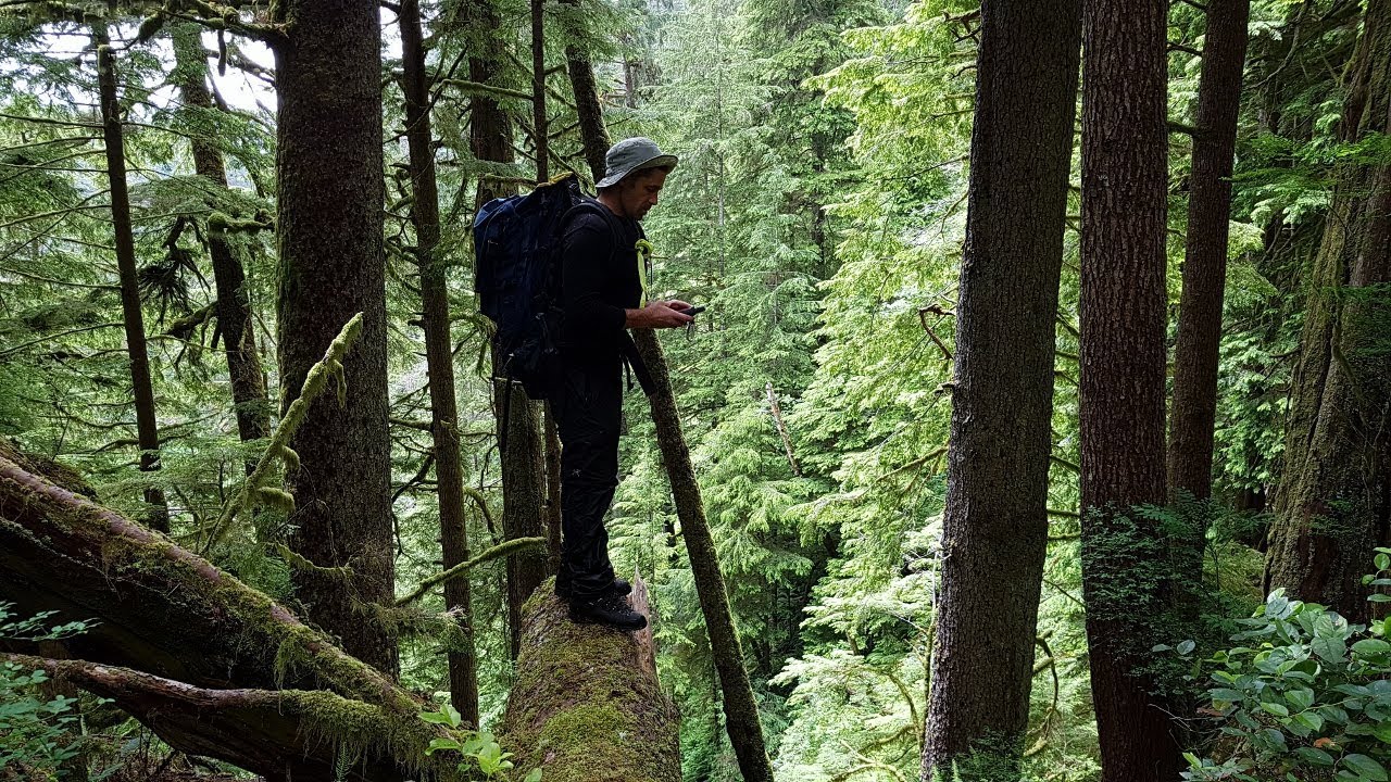 Carmanah Walbran Ancient Forest