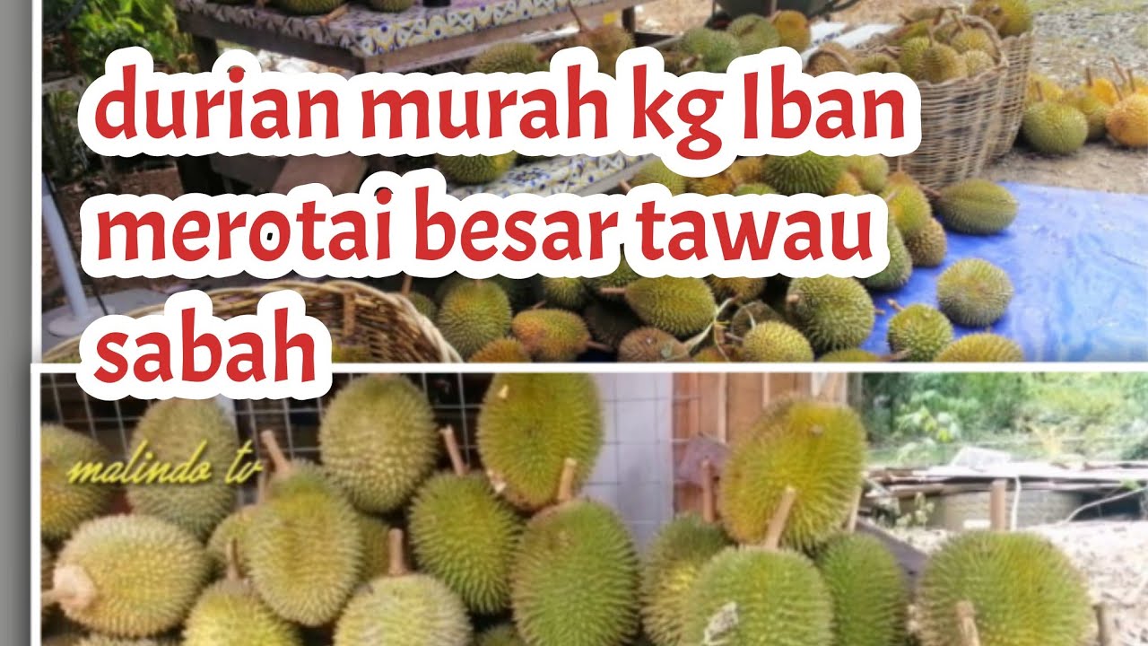 durian murah-murah kampung Iban merotai besar tawau sabah @bang_hat