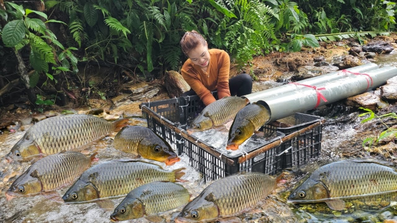Full video of Ana making all kinds of fish traps in the stream. And catching a lot of fish to sell.