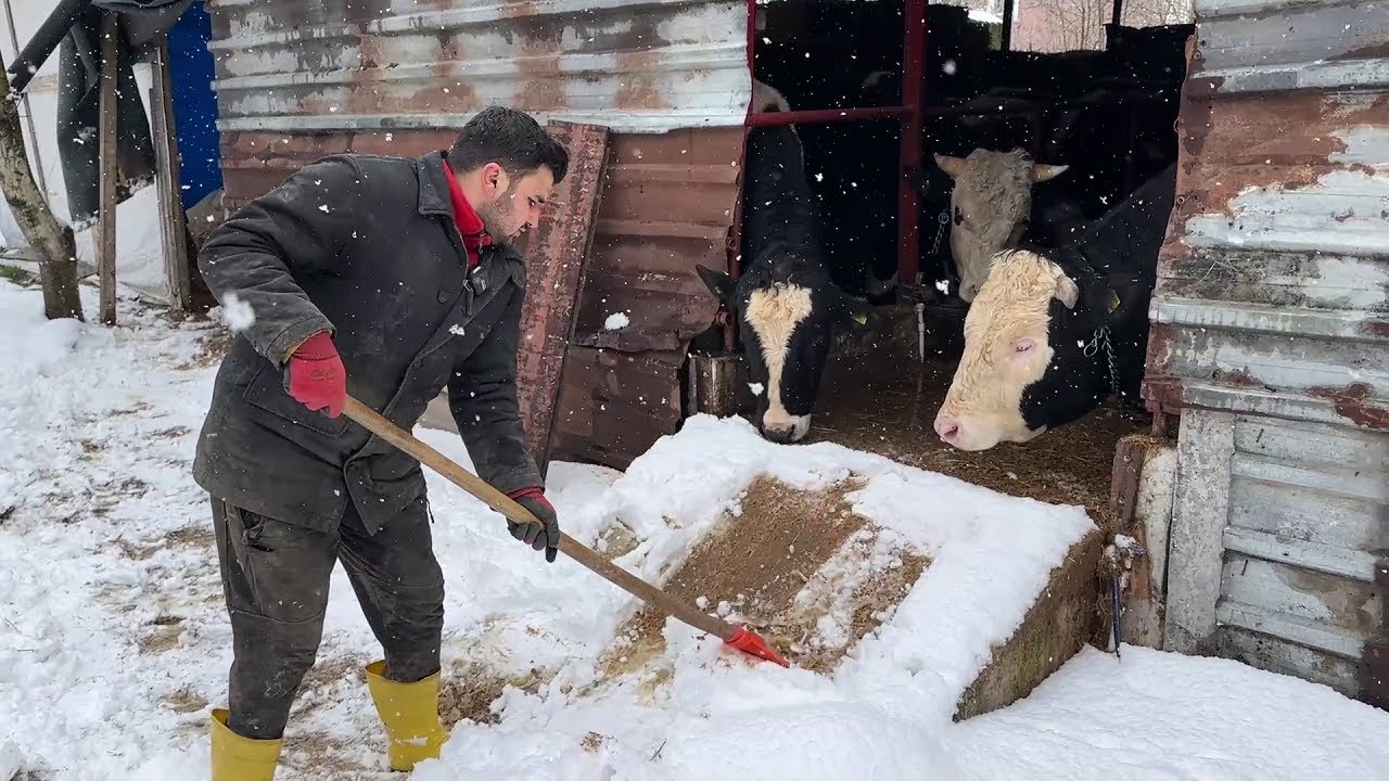 BEKLENEN KAR KÖYÜMÜZE YAĞDI / GÜNLÜK İŞLER 80