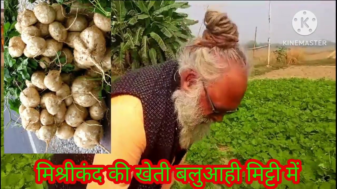 मिश्रीकंद की खेती गंगा किनारे #jharkhand #sahibganj #bihar #pmmodi