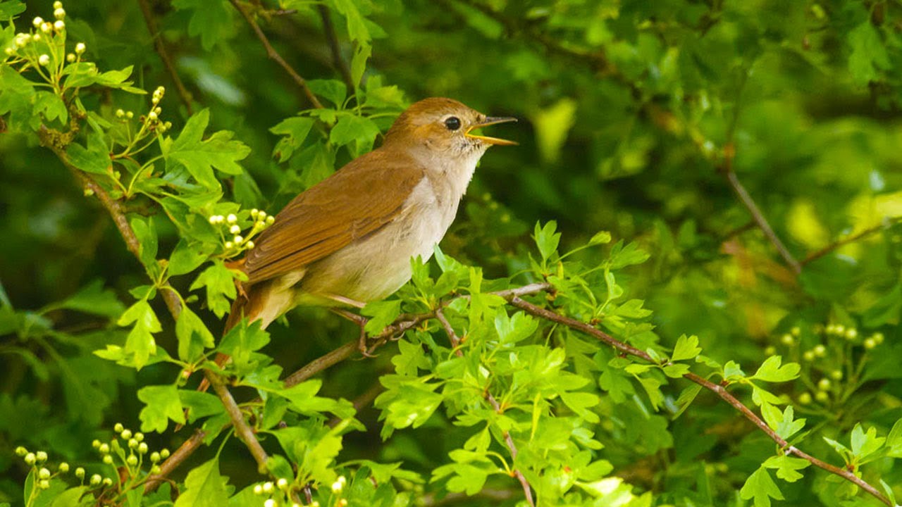 TEMBAKAN EDAN SIKATAN LONDO GACOR JEDA MANTAP UNTUK MASTERAN | Common Nightingale