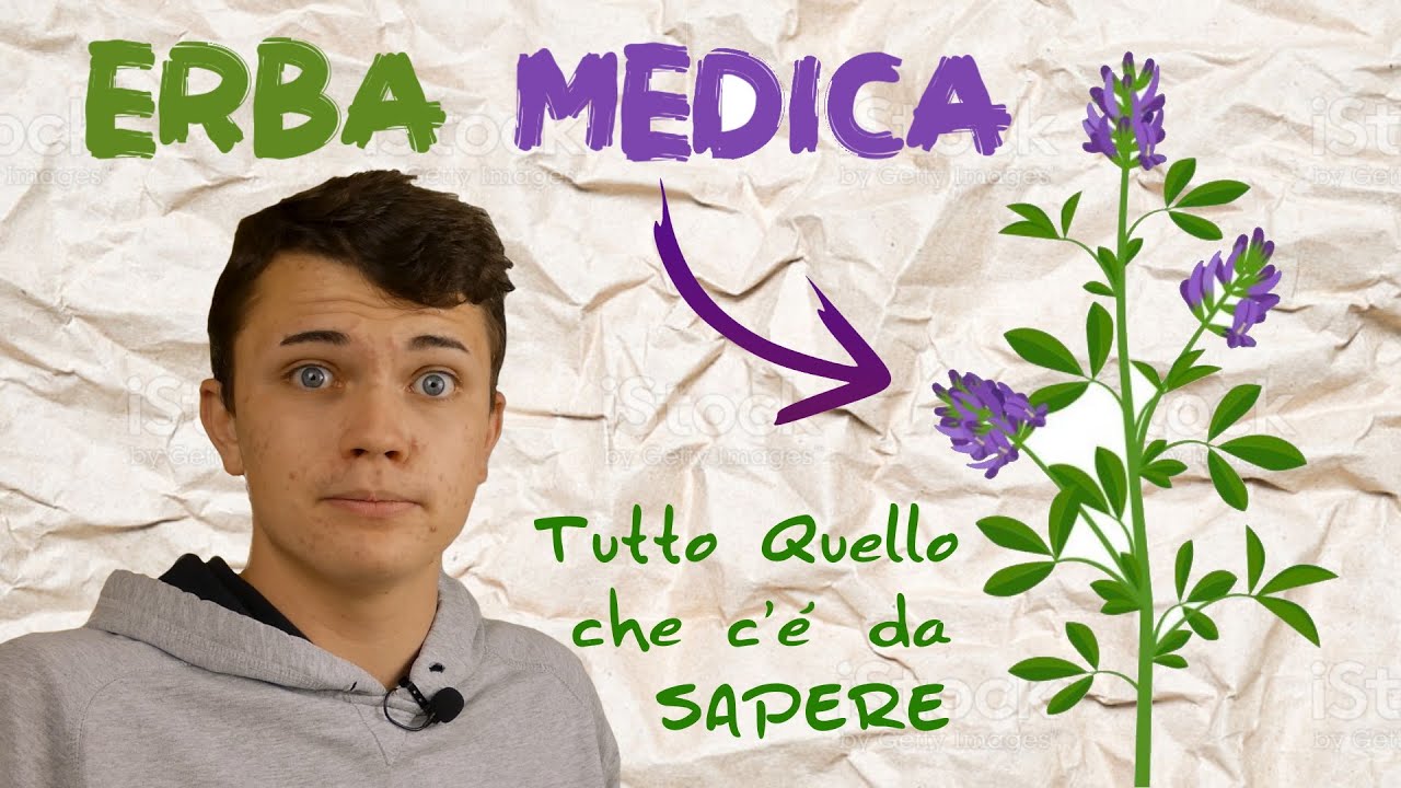 Erba Medica - Morfologia, Fasi Fenologiche e Coltivazione