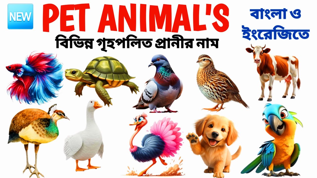Pet Animals Name |  গৃহপালিত প্রাণীর নাম |20 Pet Animals Name for Kids | Learn Domestic Animals 