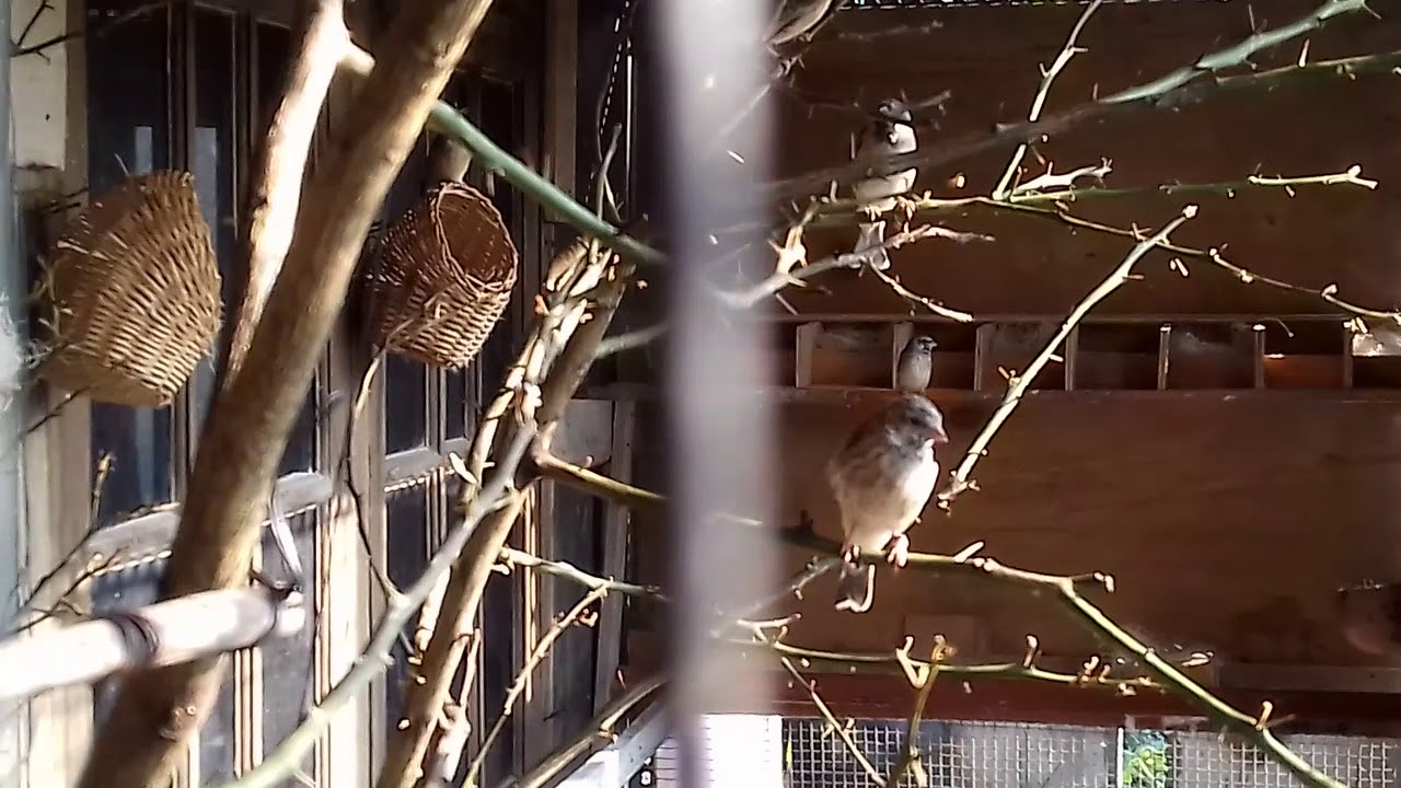 Aviary Breeding Blackthroat Ardian