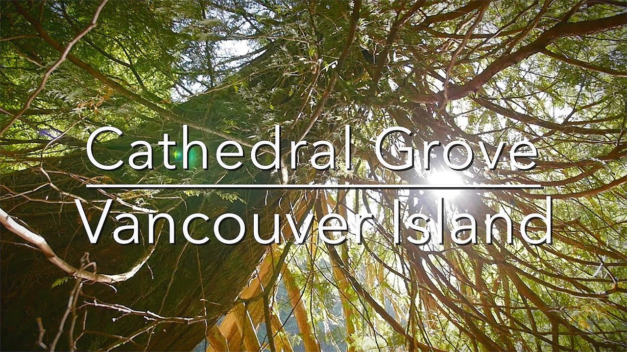 QttW - 1 minute snippet - Cathedral Grove (Vancouver island)