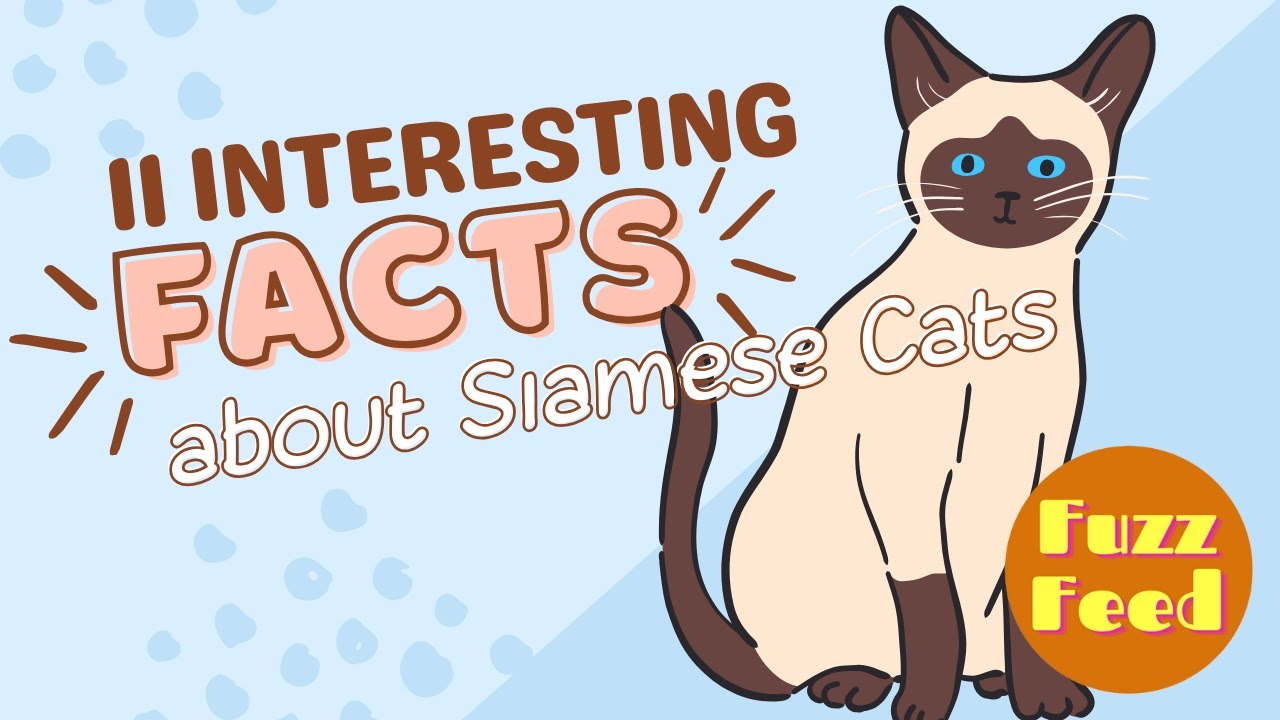 11 interesting FACTS about SIAMESE CATS
