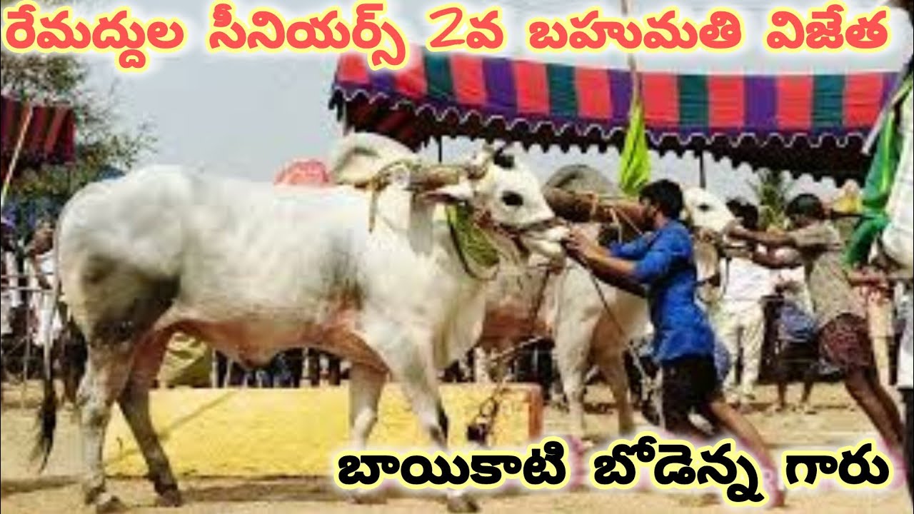 రేమద్దుల సీనియర్స్ విభాగంబంగారం 2వ జత. బైకాటి బొడ్డేనా గారు.