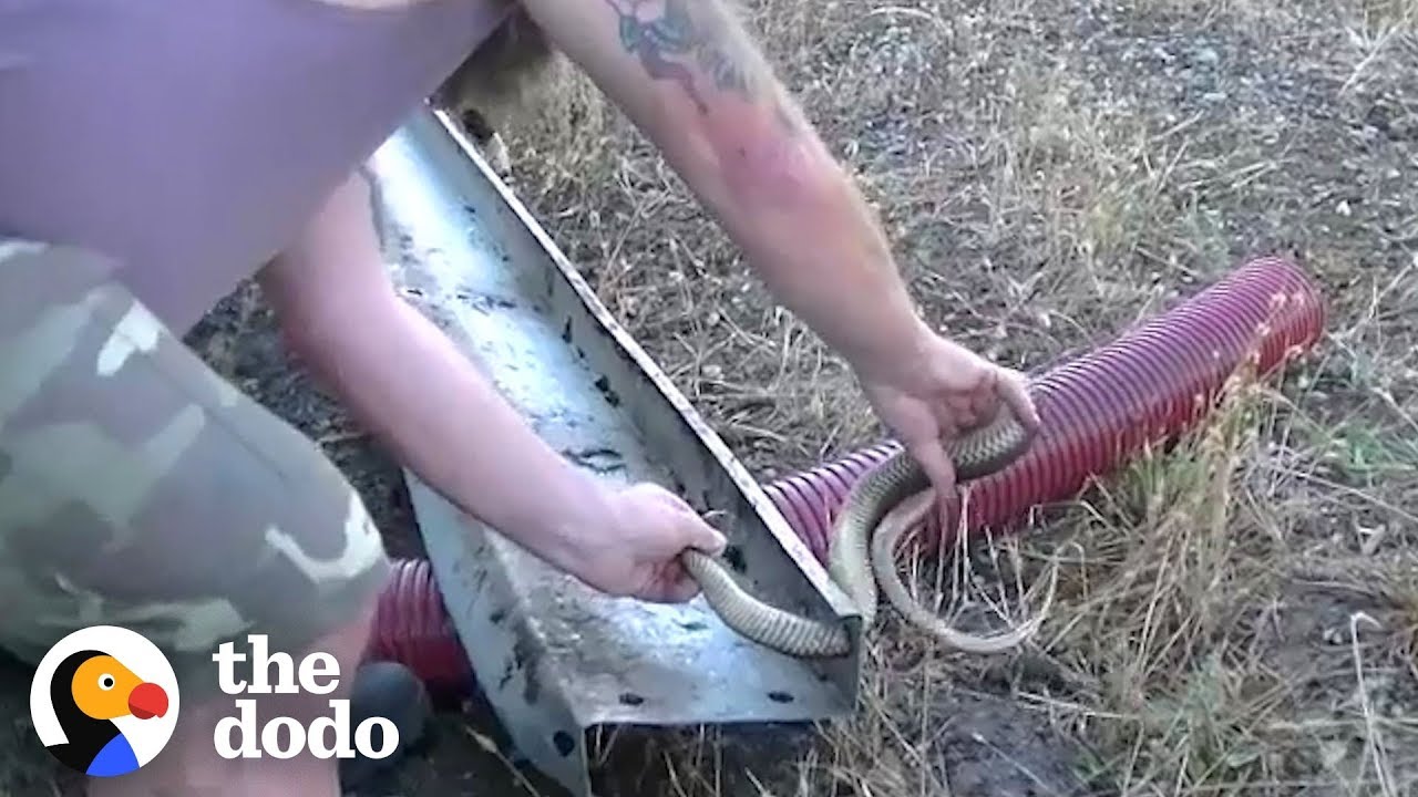 Brave Guys Rescue Poisonous Lowland Copperhead Snake | The Dodo