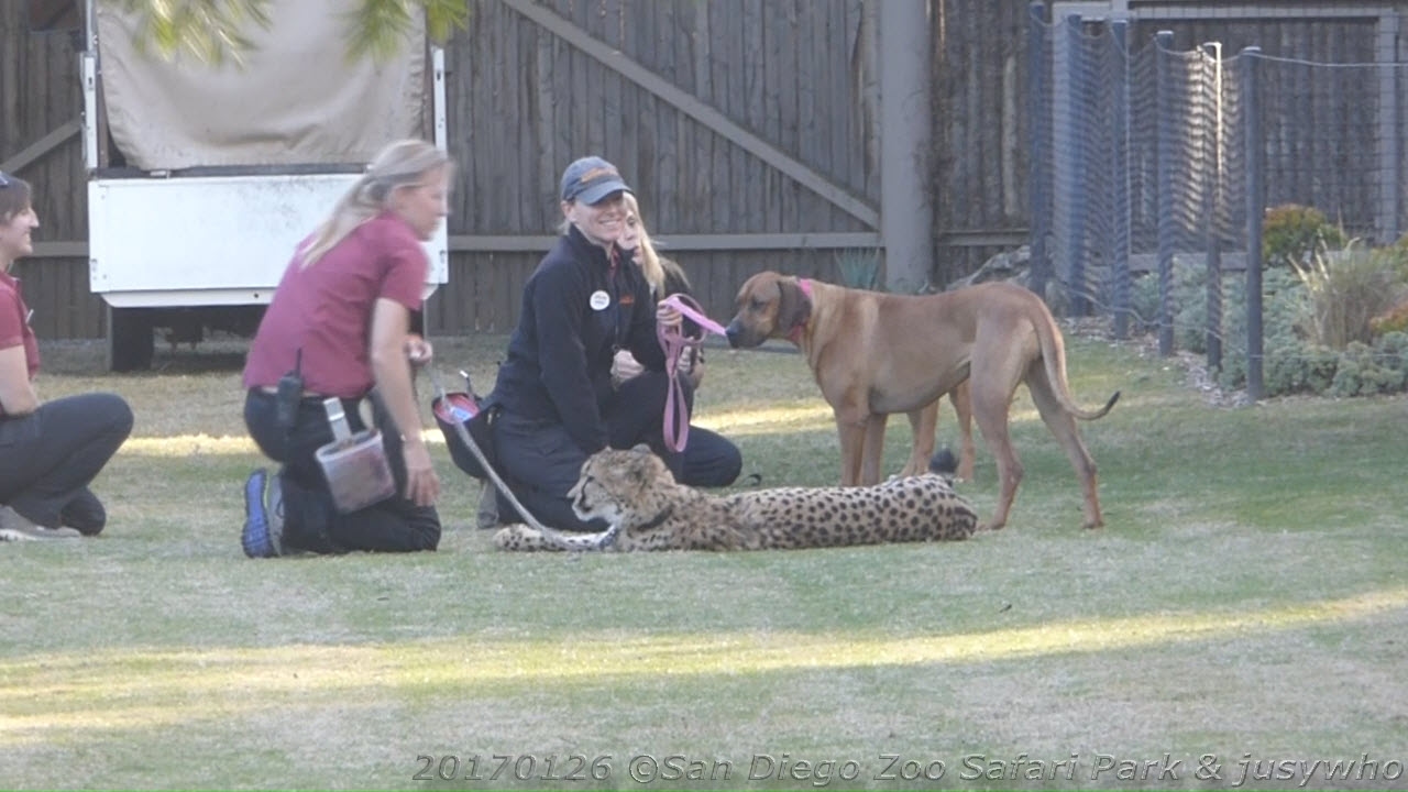 170126 San Diego Zoo Safari Park Shiley's Cheetah Run Ruuxa Raina