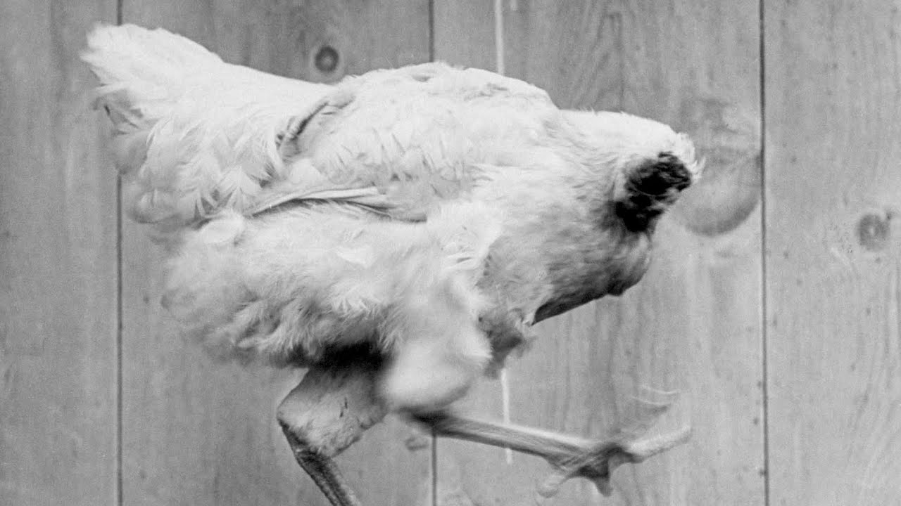 The Incredible Tale of Mike the Headless Chicken