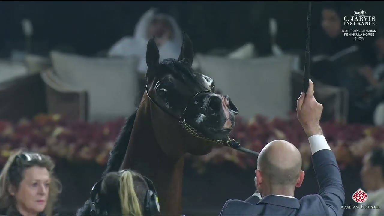 N 151 SH SARAB   KIAHF 2026   Arabian Peninsula Horse Show   Senior Stallions 4+ Years Old B Class 8