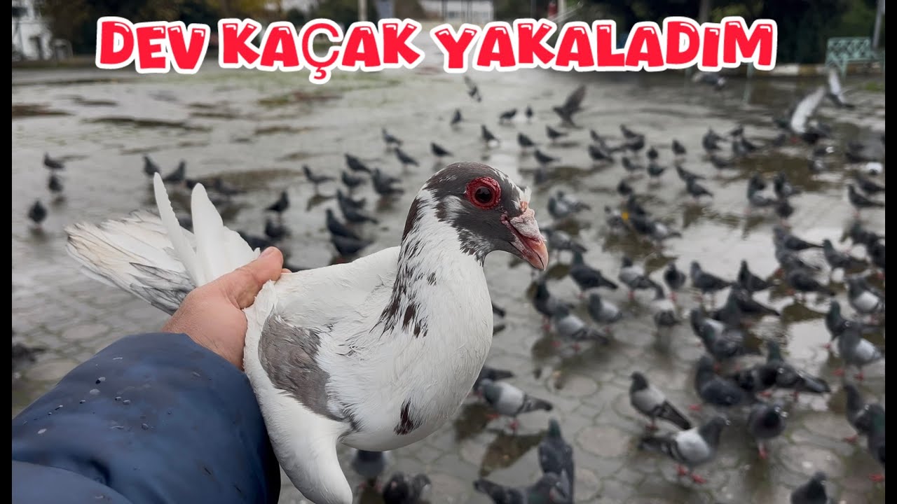 YABANİ GÜVERCİNLER ARASINDA KAÇAK AVI ( DEV FİLO YAKALADIM )