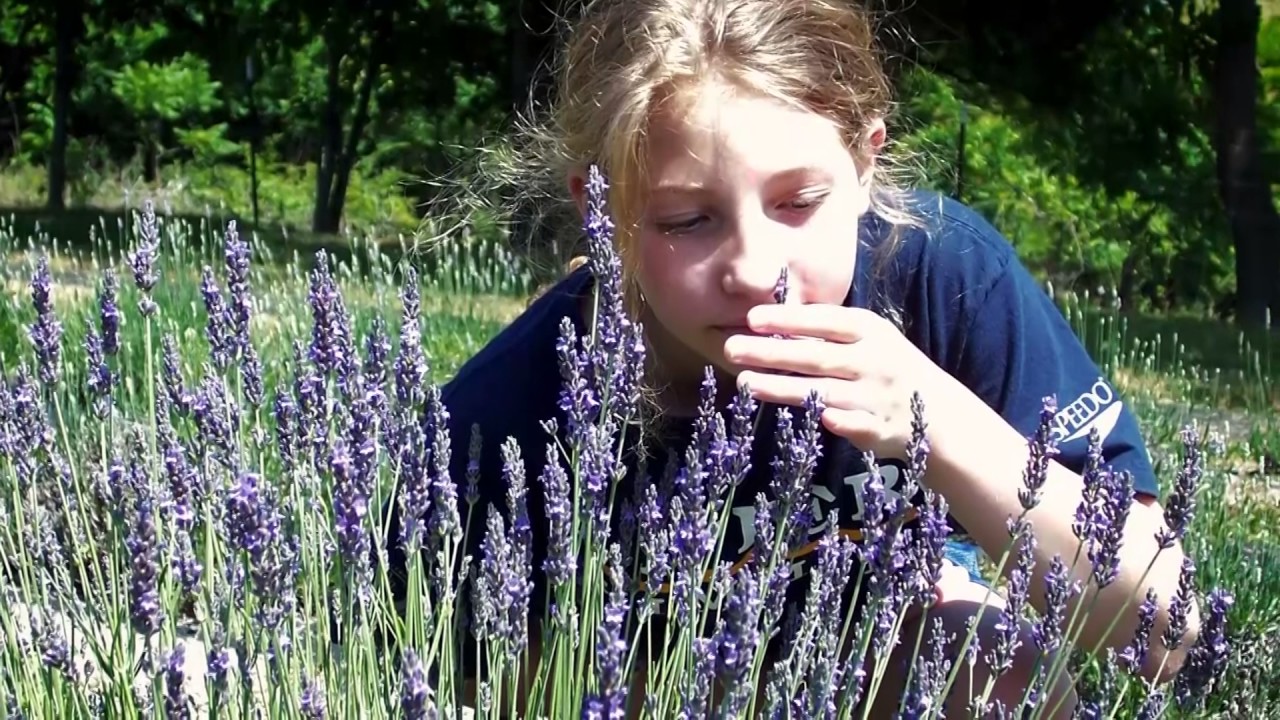 KFB's Bluegrass & Backroads - Lavender Hills of Kentucky