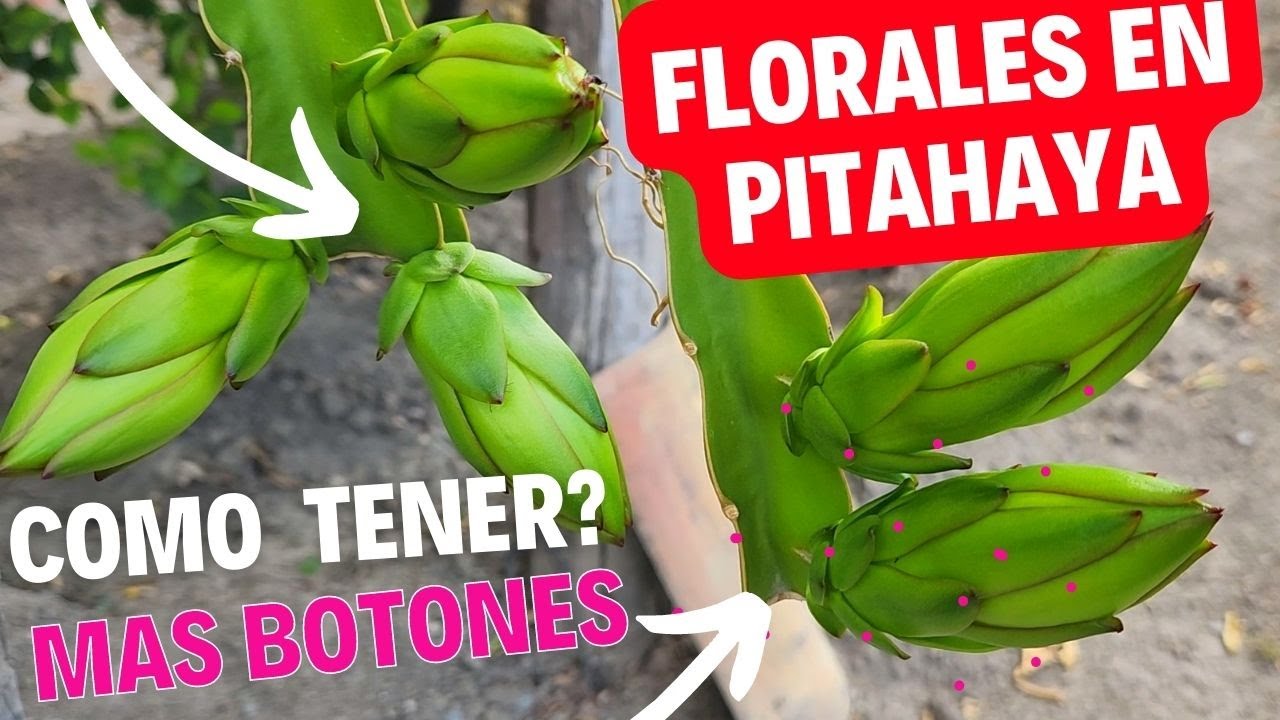 COMO tener mas FLORACION en PITAHAYAS (dragon fruit). cuando abonar pitahayas en maceta