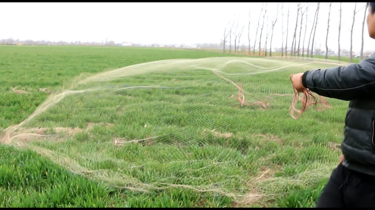 Teaching how to cast a net in a wheat field: how to cast a big and round net without effort
