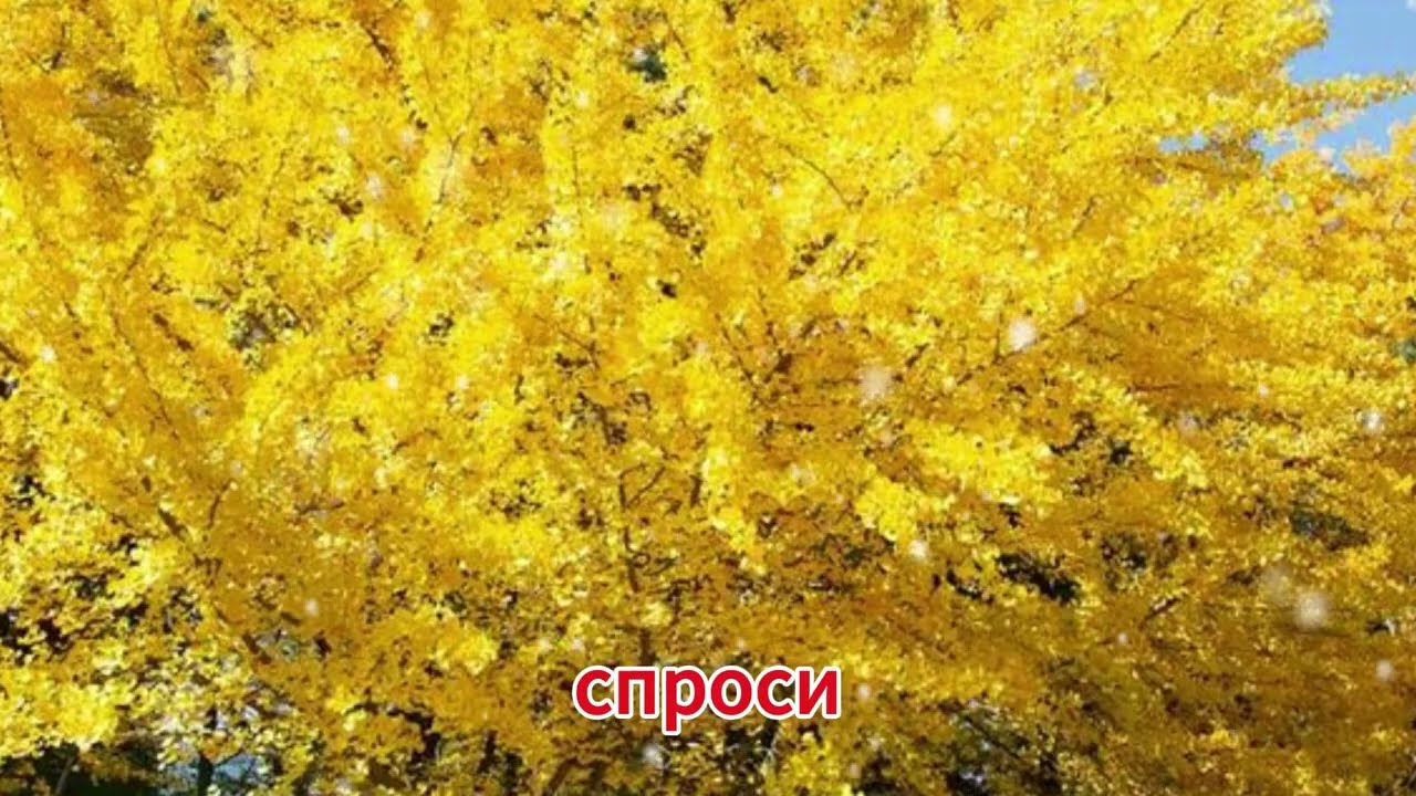 «Свекровь обвинила полку… Но все дело было в кровати!»