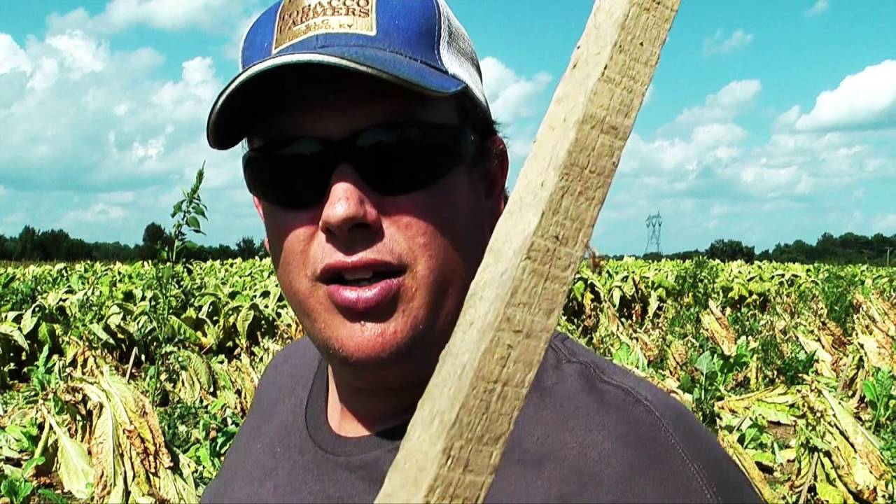 OneManSmoke & YoungTobaccoFarmers Harvesting Burley