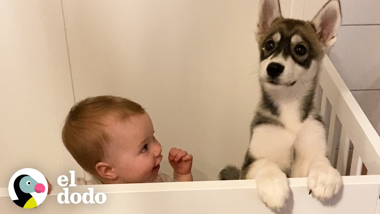 Cachorro husky crece junto a una ni&ntilde;a | Almas Gemelas | El Dodo
