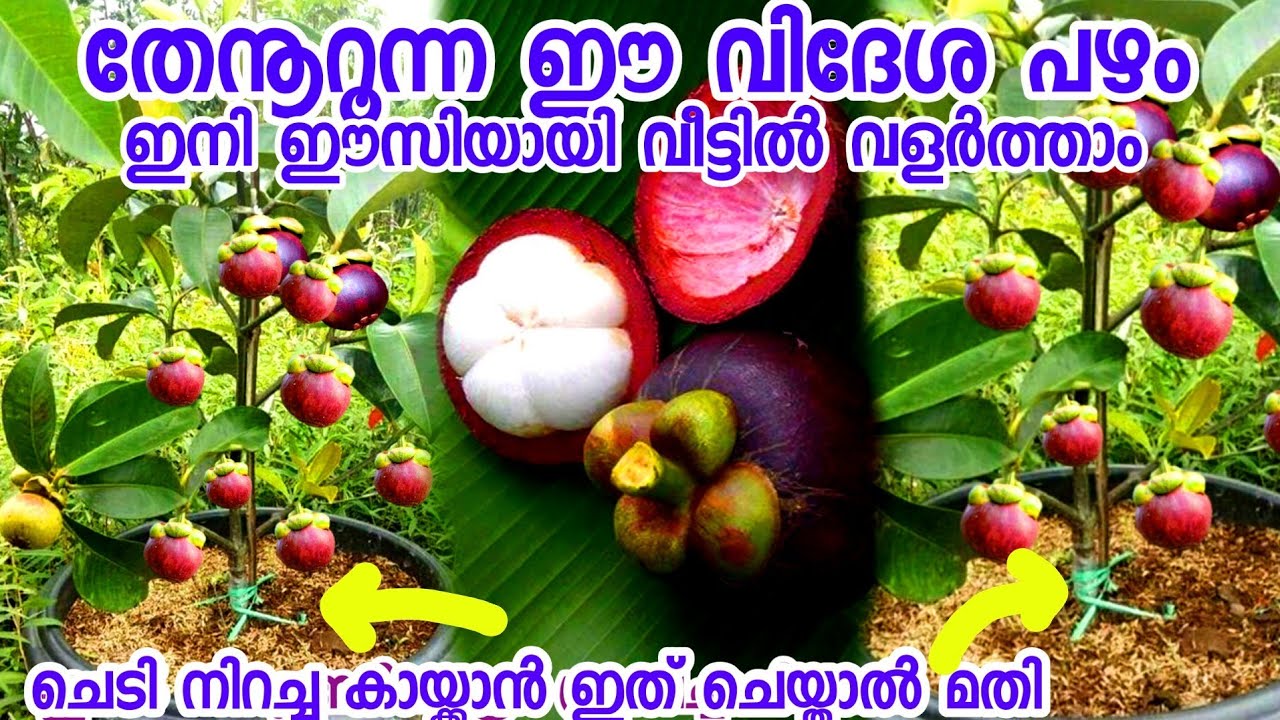 മാങ്കോസ്റ്റിൻ കായ്‌പ്പിക്കൻ ഇത്രേ എളുപ്പമായിരുന്നോ|പരിചരണം|കായ്ക്കാൻ |mangosteen malayalam|care