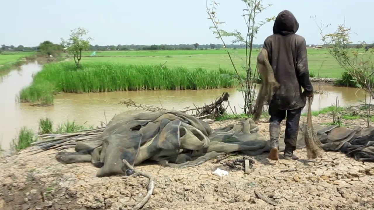 Amazing Net Fishing in Cambodia, Unseen Real Life Net Fishing