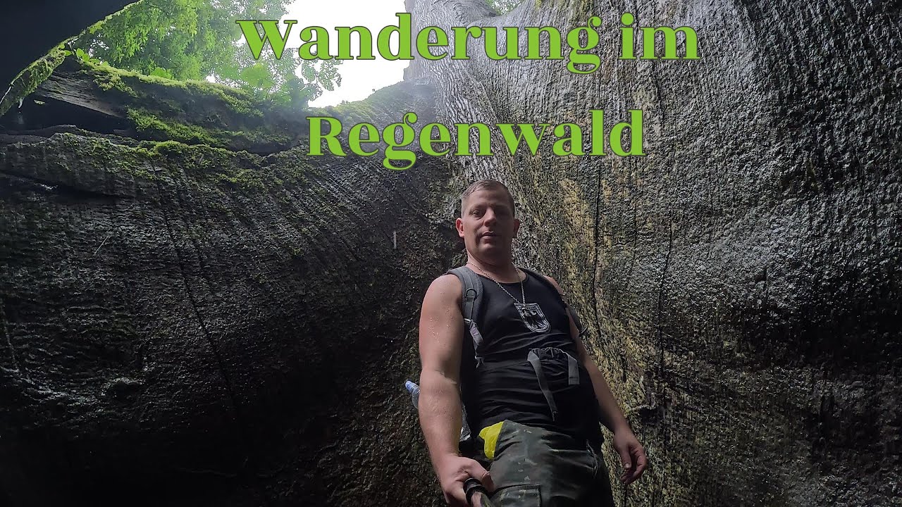 🌴Solo Wanderung im  Regenwald von Mittelamerika, Mammutbäume 🌴und Dschungel so weit das Auge reicht🌴