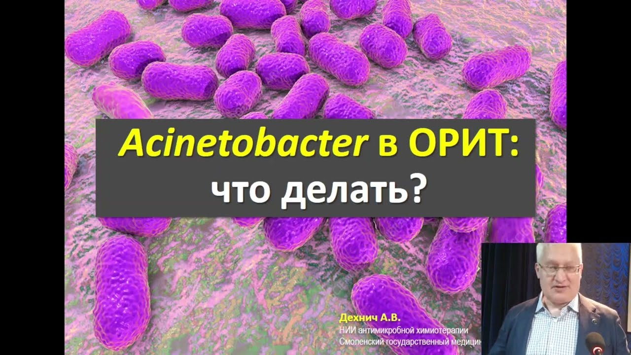 Acinetobacter в ОРИТ: что делать?