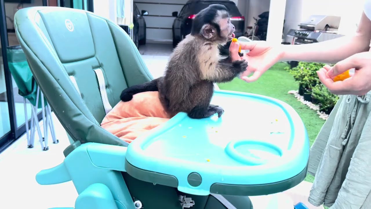 Baby Capuchin Waits Patiently for Dinner | 1-Minute Timelapse
